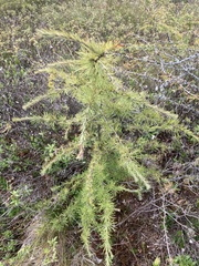Larix laricina