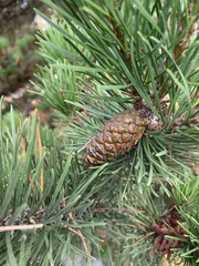 Pinus