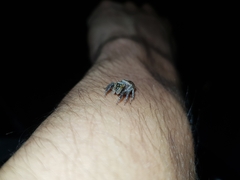 Hasarius adansoni