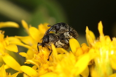 Odontocorynus salebrosus