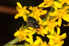 Odontocorynus salebrosus