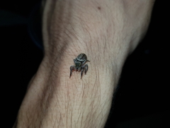Hasarius adansoni