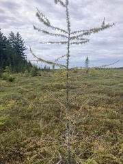 Larix laricina