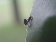 Phoridae