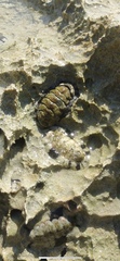 Acanthopleura granulata