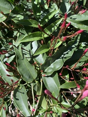 Jasminum polyanthum