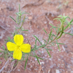 Oenothera berlandieri