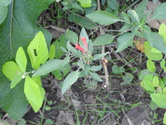 Dicliptera squarrosa