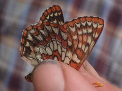 Euphydryas