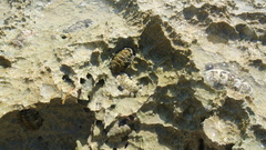 Acanthopleura granulata