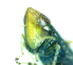 Scaphytopius frontalis