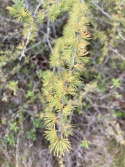 Larix laricina