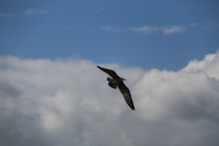 Leucophaeus modestus