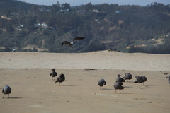 Leucophaeus modestus