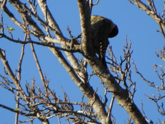 Colaptes melanochloros