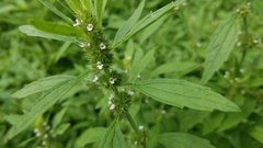 Chaiturus marrubiastrum