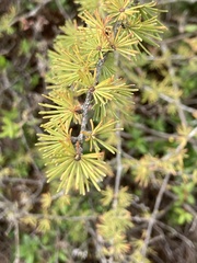 Larix laricina