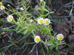 Hysterionica resinosa