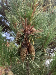 Pinus