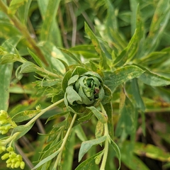 Procecidochares atra