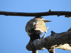 Colaptes melanochloros