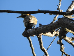 Colaptes melanochloros