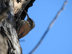 Lepidocolaptes angustirostris