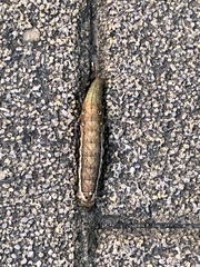 Theretra oldenlandiae