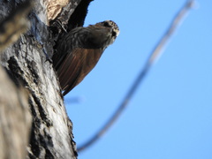 Lepidocolaptes angustirostris