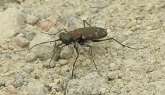 Cicindela oregona