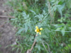 Bidens subalternans
