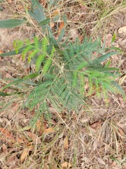 Acacia melanoxylon