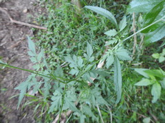 Bidens subalternans