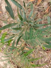 Acacia melanoxylon