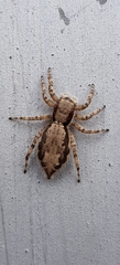 Menemerus bivittatus