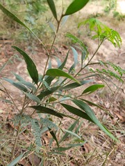 Acacia melanoxylon