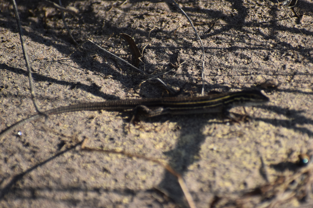 Whiptail Shell Northern Whiptails from Meoqui, Chih., México on September 11, 2022 at ...