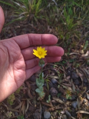 Blackstonia acuminata