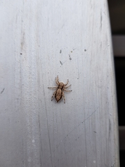 Menemerus bivittatus