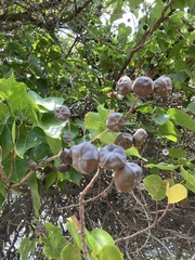 Thespesia populnea
