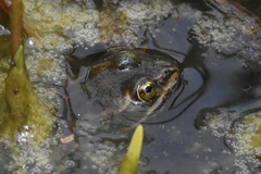 Rana luteiventris