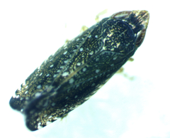 Scaphytopius frontalis