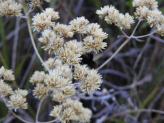 Achyrocline saturejoides