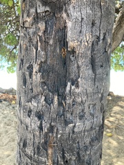 Thespesia populnea