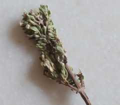 Minthostachys mollis