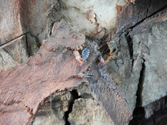 Cosmoclopius poecilus