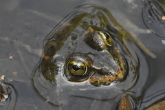 Rana luteiventris