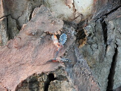 Cosmoclopius poecilus