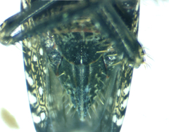 Scaphytopius frontalis