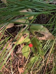 Prosartes trachycarpa